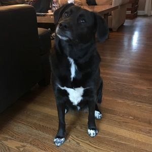 Meet your Posher, Chase